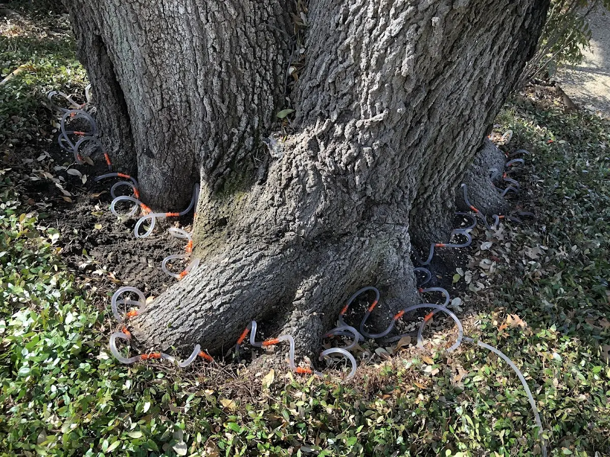 Detailed Tree Cabling and Bracing job site in Suitland
