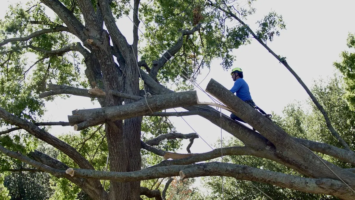 Professional Hazardous Tree Removal performed by certified arborists in Suitland