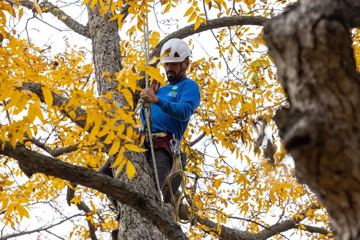 Skilled Tree Planting crew working in Suitland