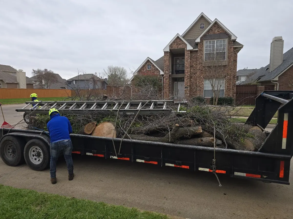 Expert Tree Removal with proper safety equipment in Suitland